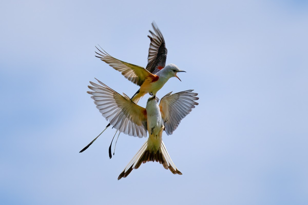 Scissor-tailed Flycatcher - ML620640098