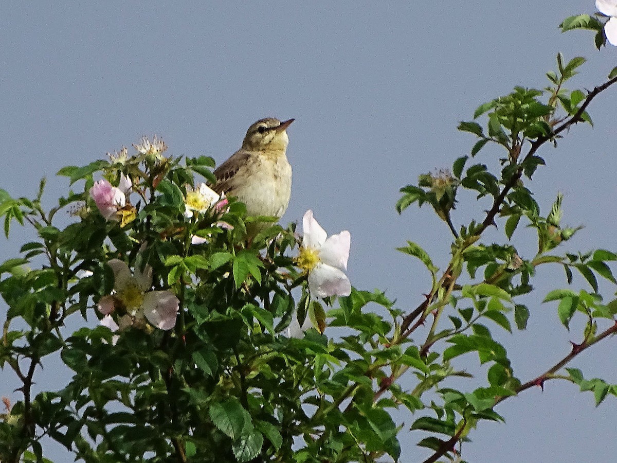 Tawny Pipit - ML620640109