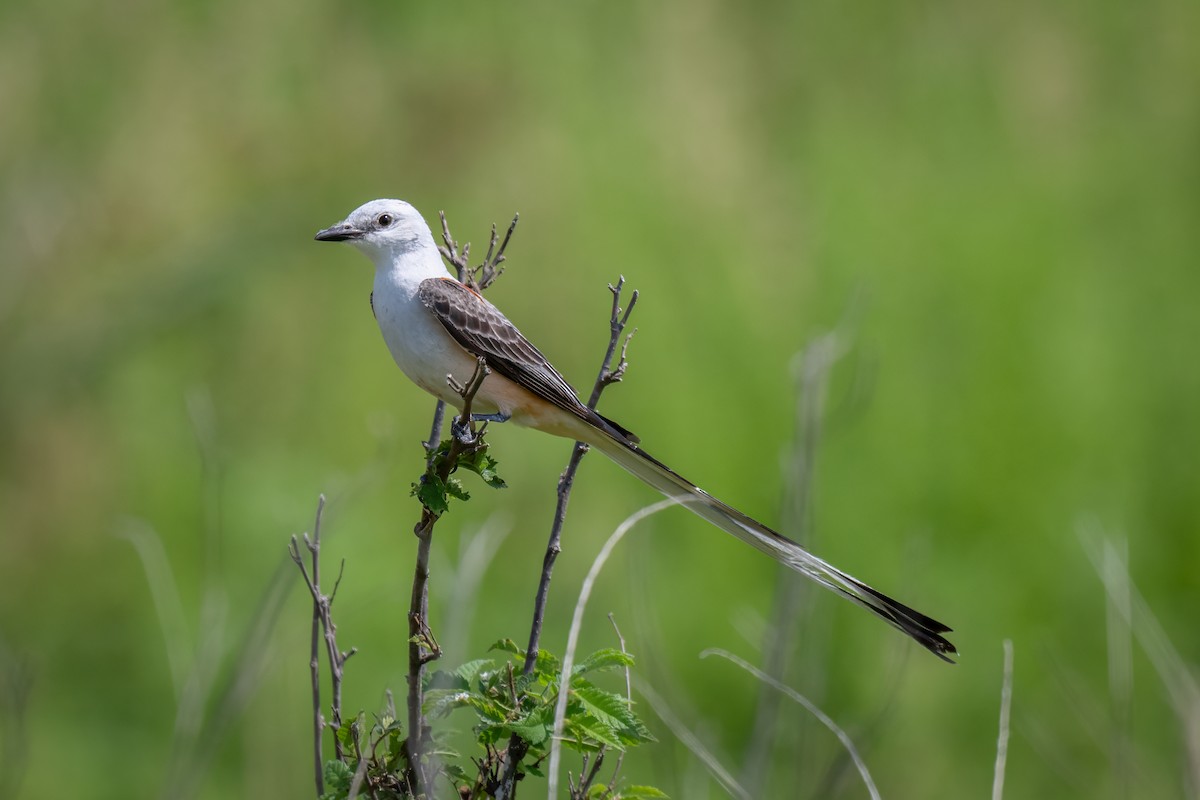 Scissor-tailed Flycatcher - ML620640111