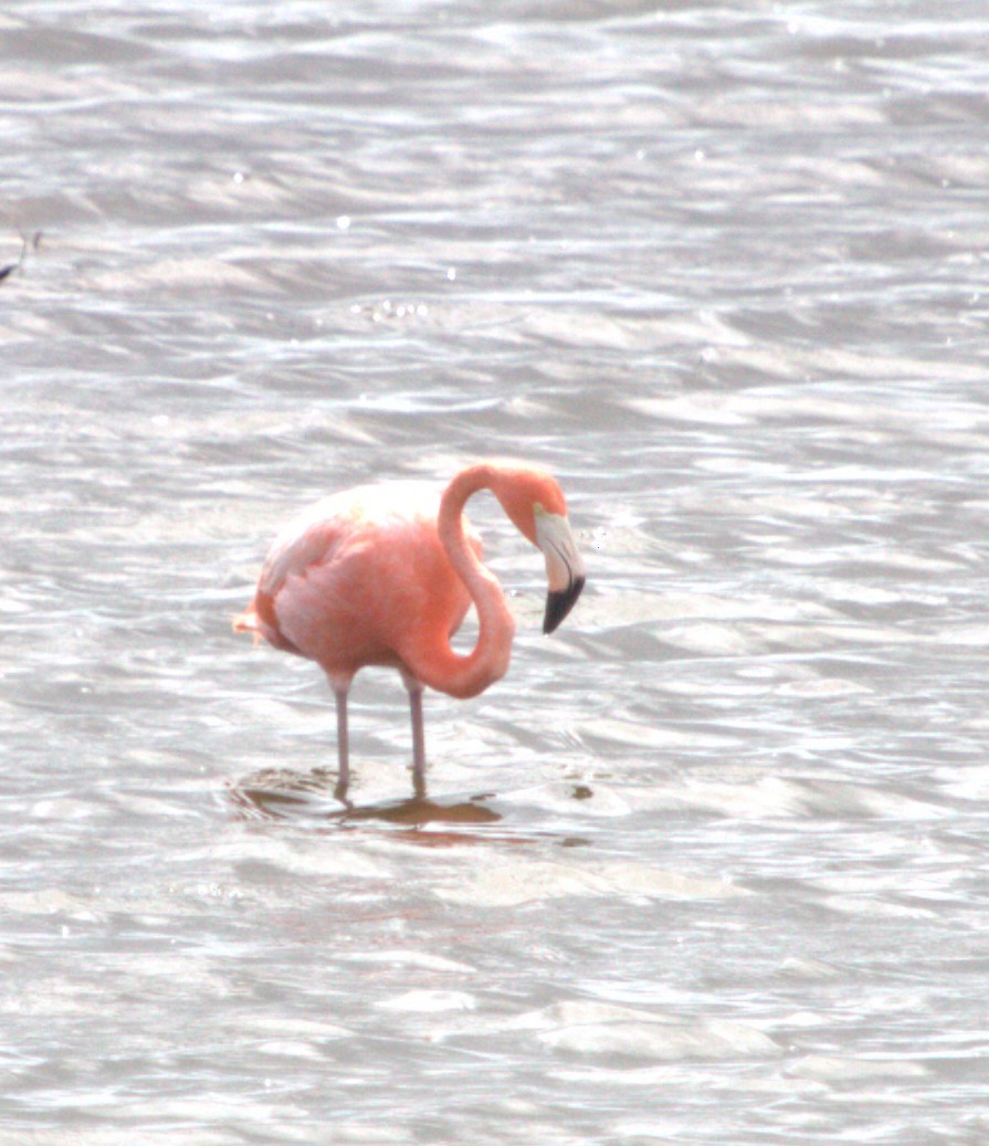 American Flamingo - ML620640112