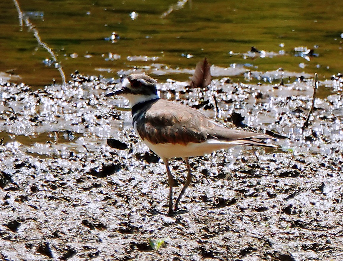 Killdeer - ML620640118