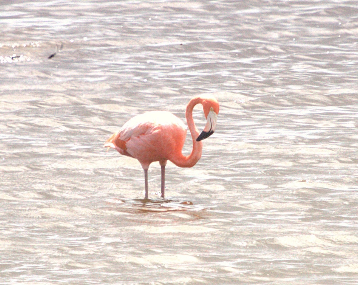 Flamant des Caraïbes - ML620640120