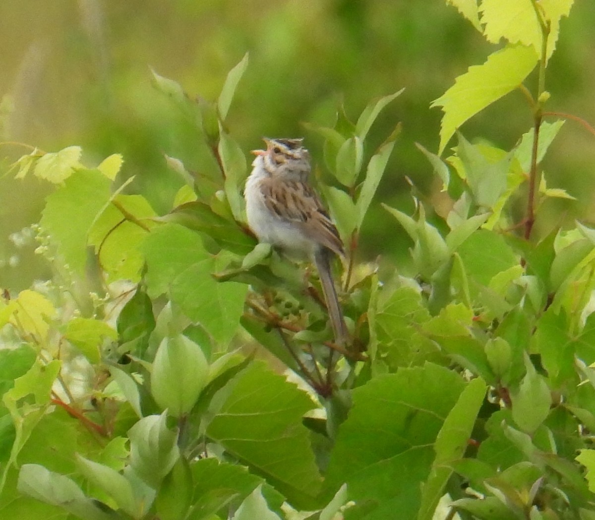 Clay-colored Sparrow - ML620640123