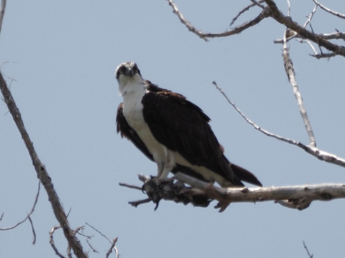 Águila Pescadora - ML620640124