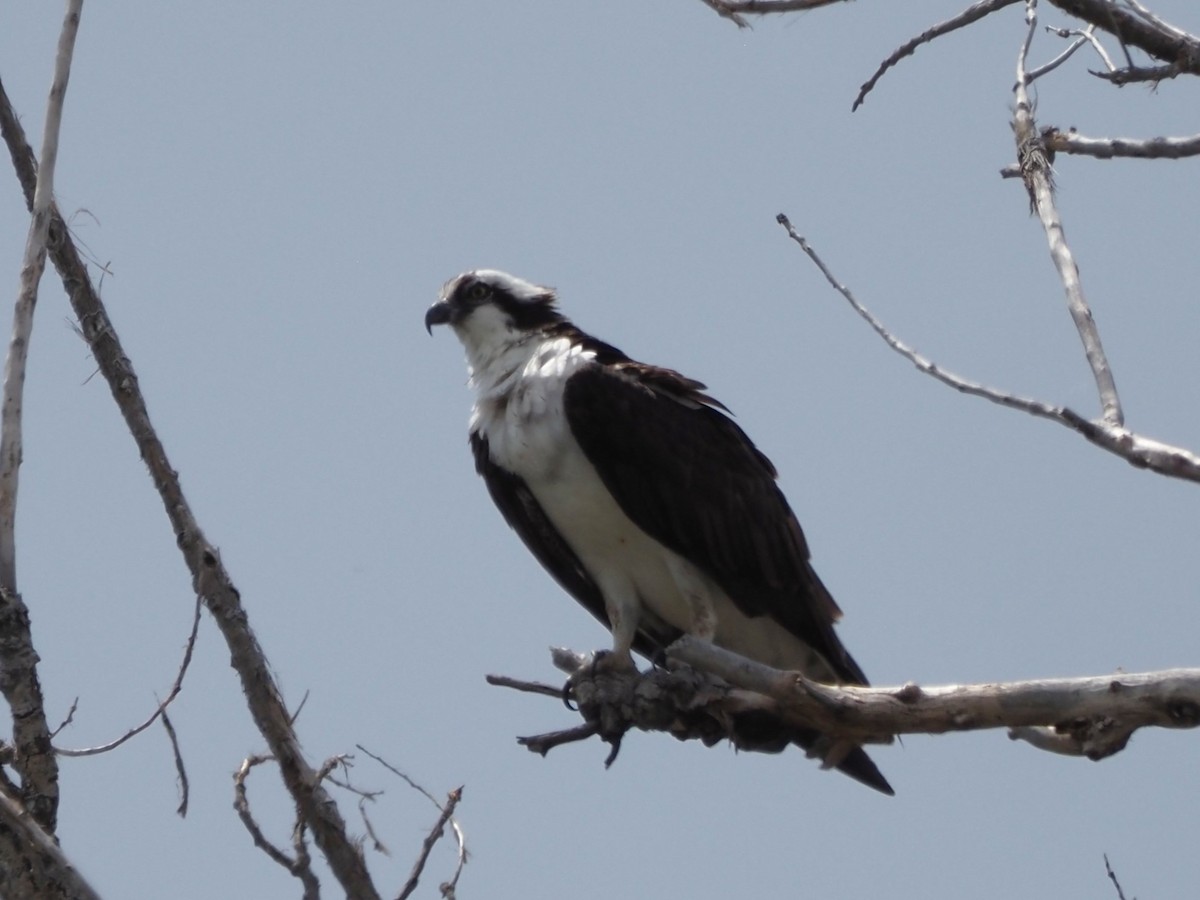 Águila Pescadora - ML620640125