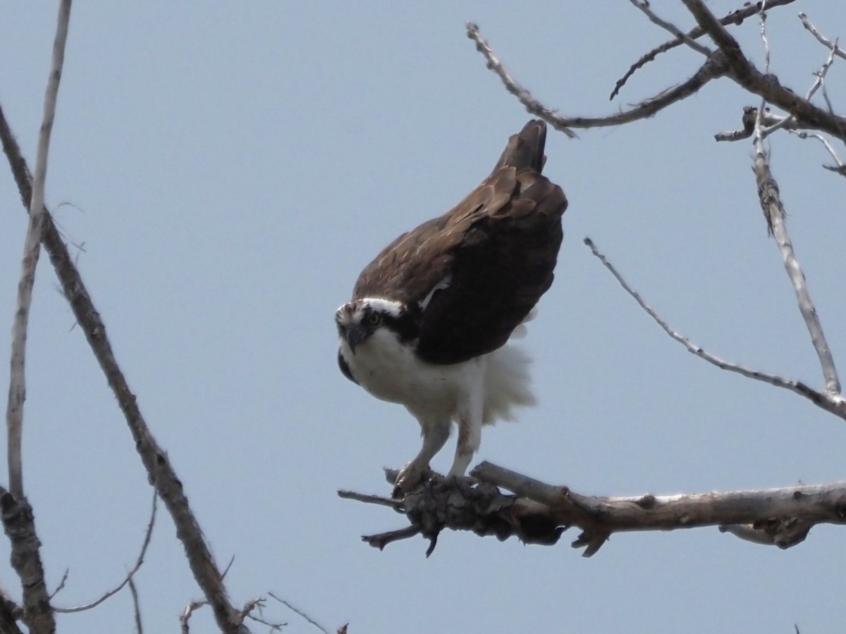 Águila Pescadora - ML620640126