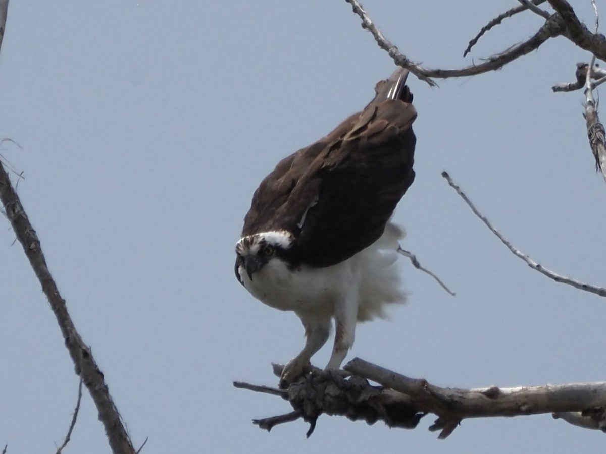 Águila Pescadora - ML620640127