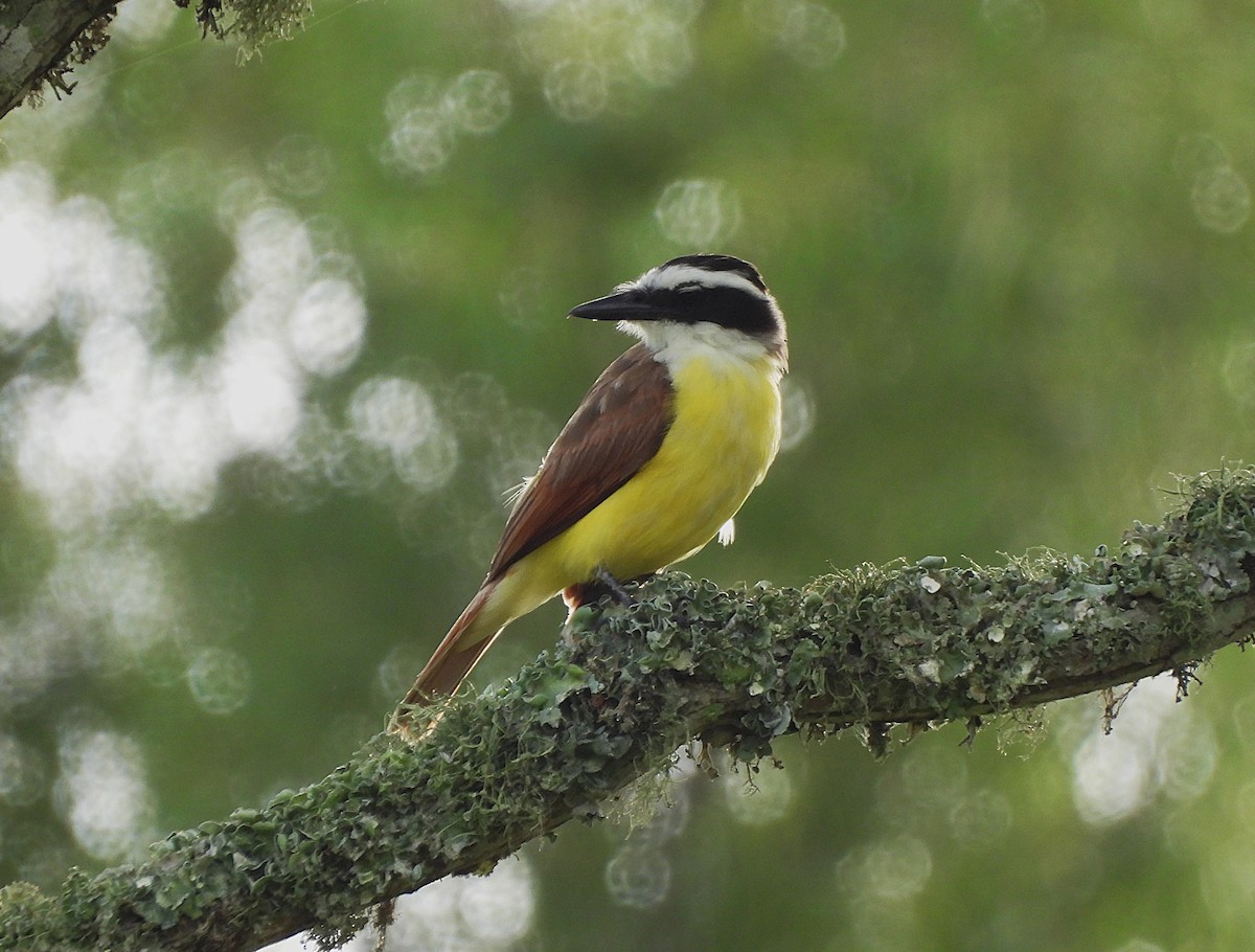 Great Kiskadee - ML620640129