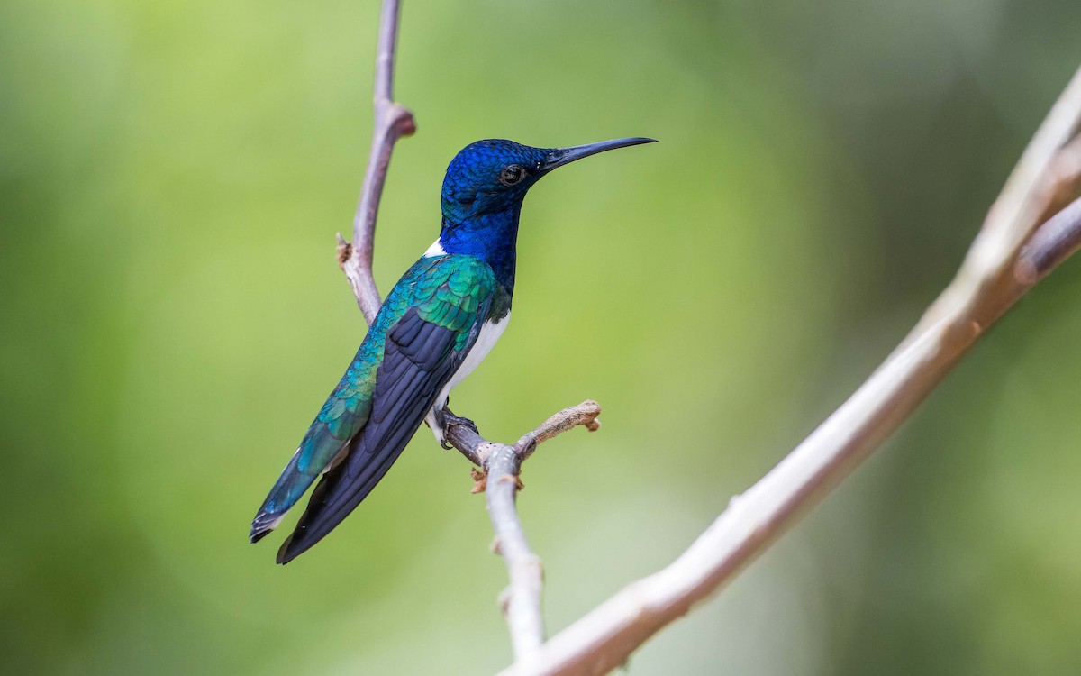 White-necked Jacobin - ML620640131