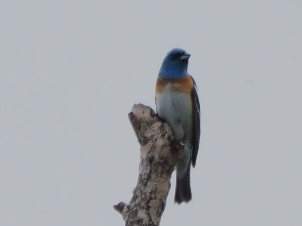 Lazuli Bunting - ML620640134