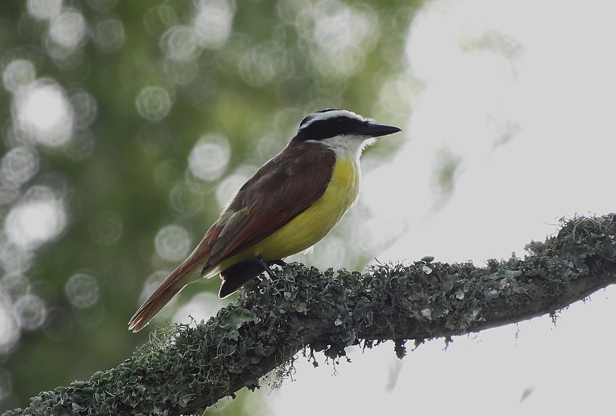 Great Kiskadee - ML620640137