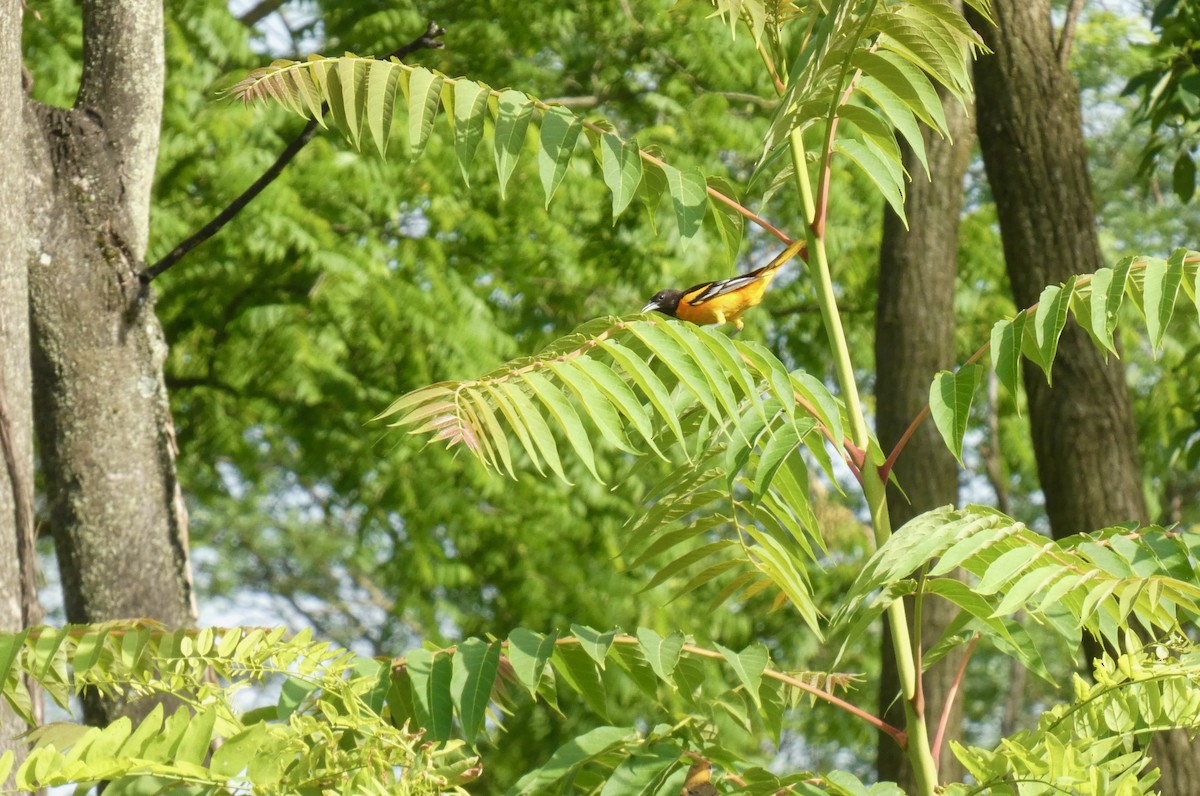 Baltimore Oriole - ML620640143