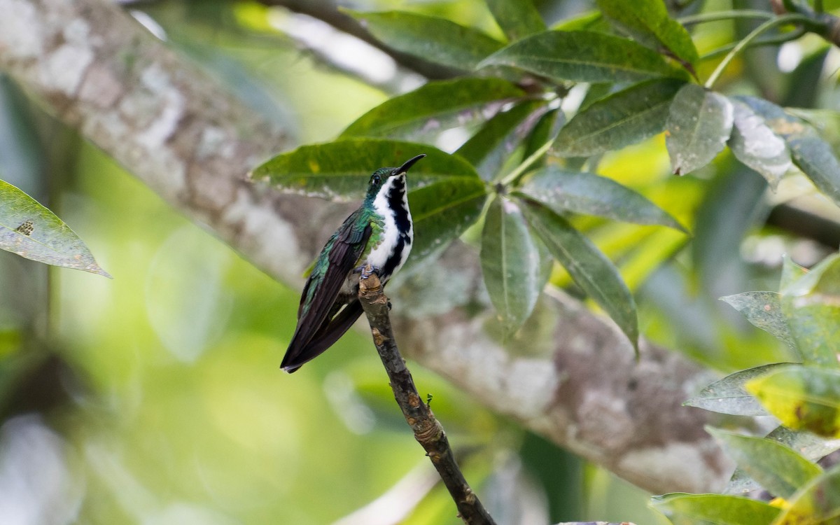kolibřík tropický - ML620640144