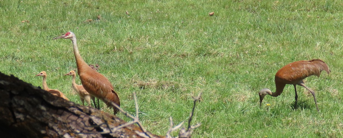 Sandhill Crane - Catherine Hagen