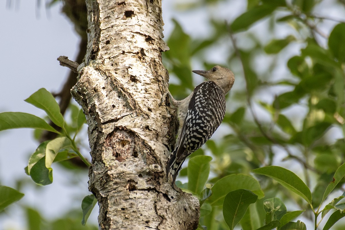 Red-bellied Woodpecker - ML620640146