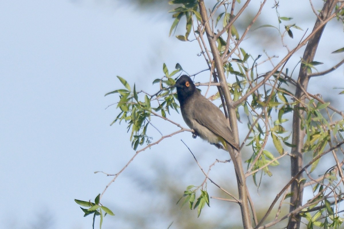 Black-fronted Bulbul - ML620640149