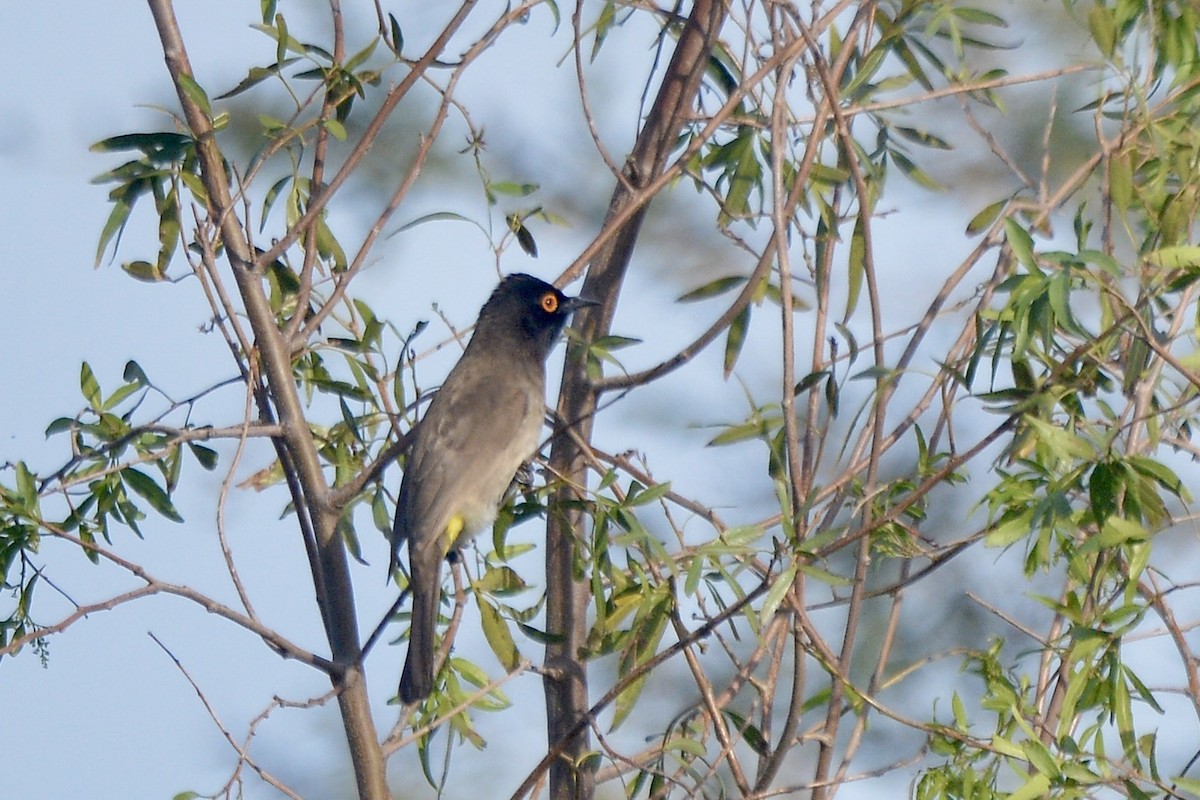 Black-fronted Bulbul - ML620640150