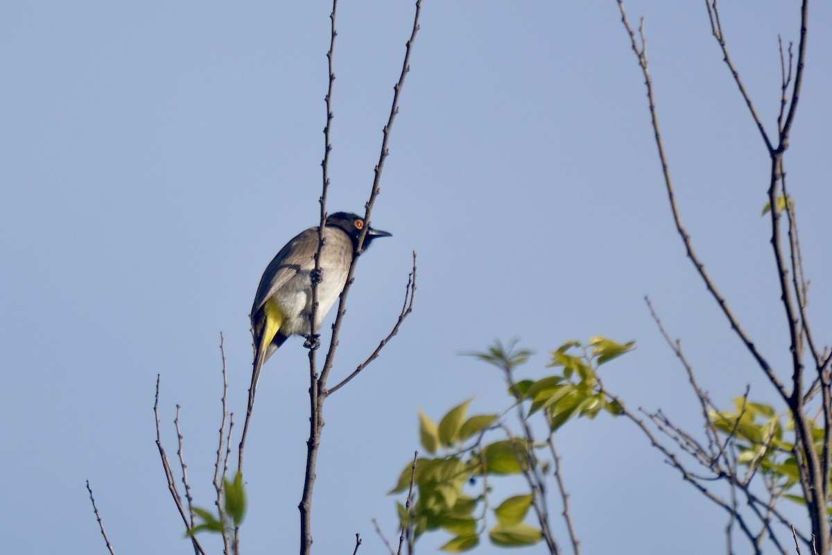 Black-fronted Bulbul - ML620640152