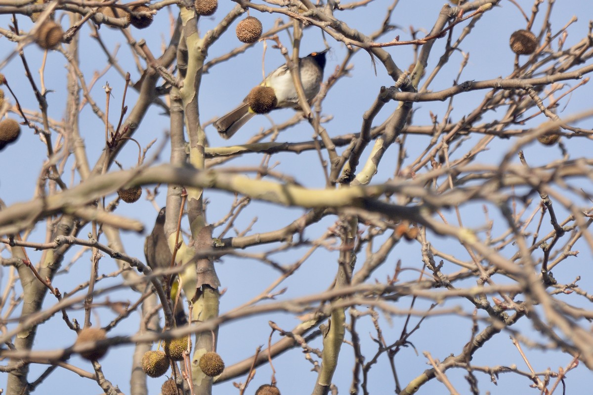 Black-fronted Bulbul - ML620640153