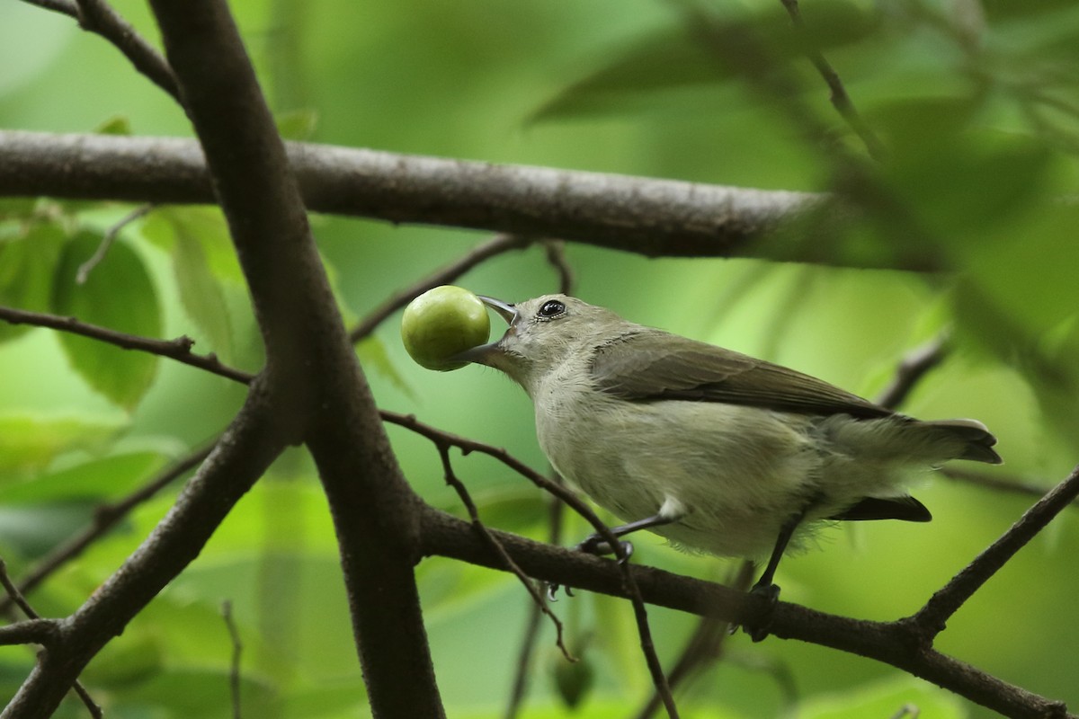 Nilgiri Flowerpecker - ML620640158