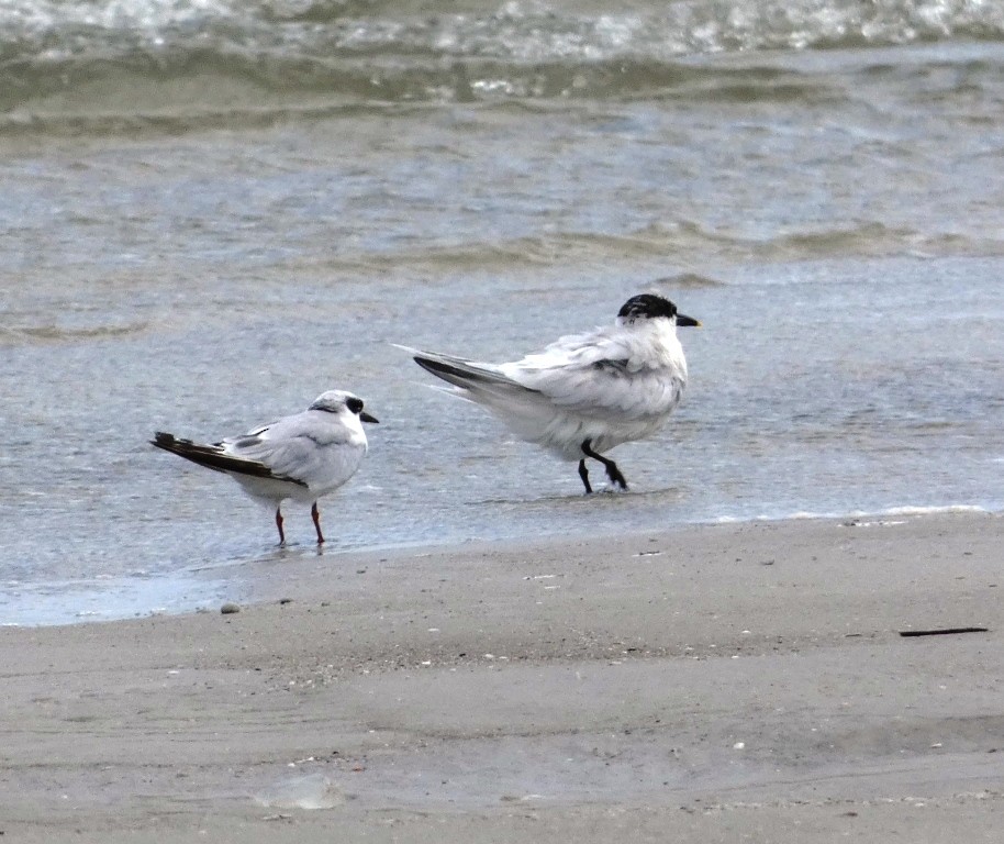 Sandwich Tern - ML620640160