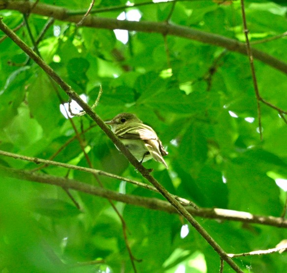 Acadian Flycatcher - ML620640161