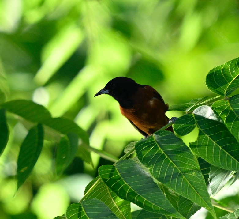 Orchard Oriole - ML620640164