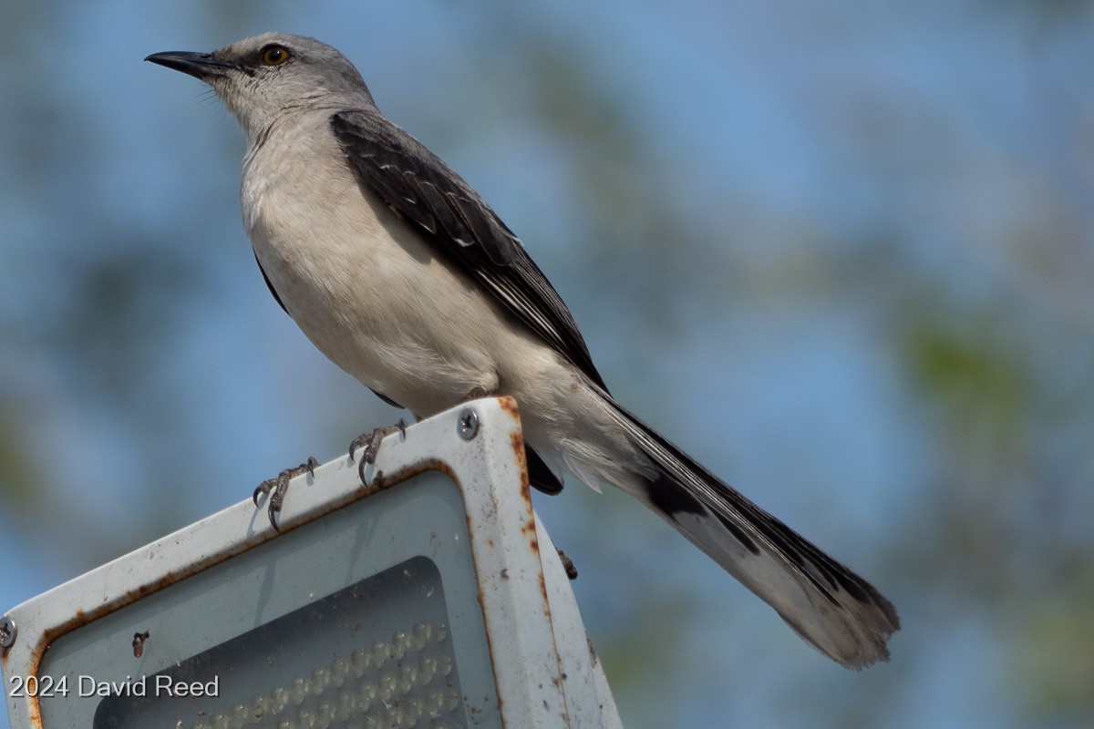 Tropical Mockingbird - ML620640165