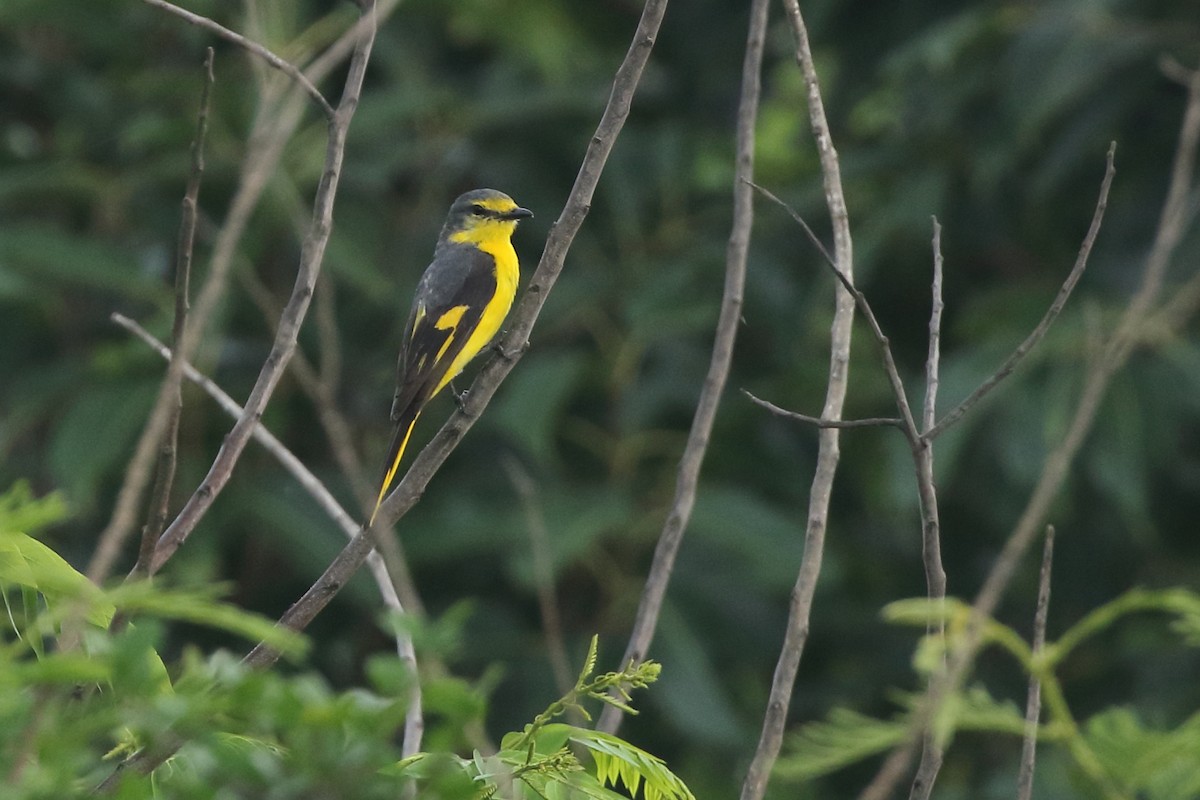 Minivet Naranja - ML620640166