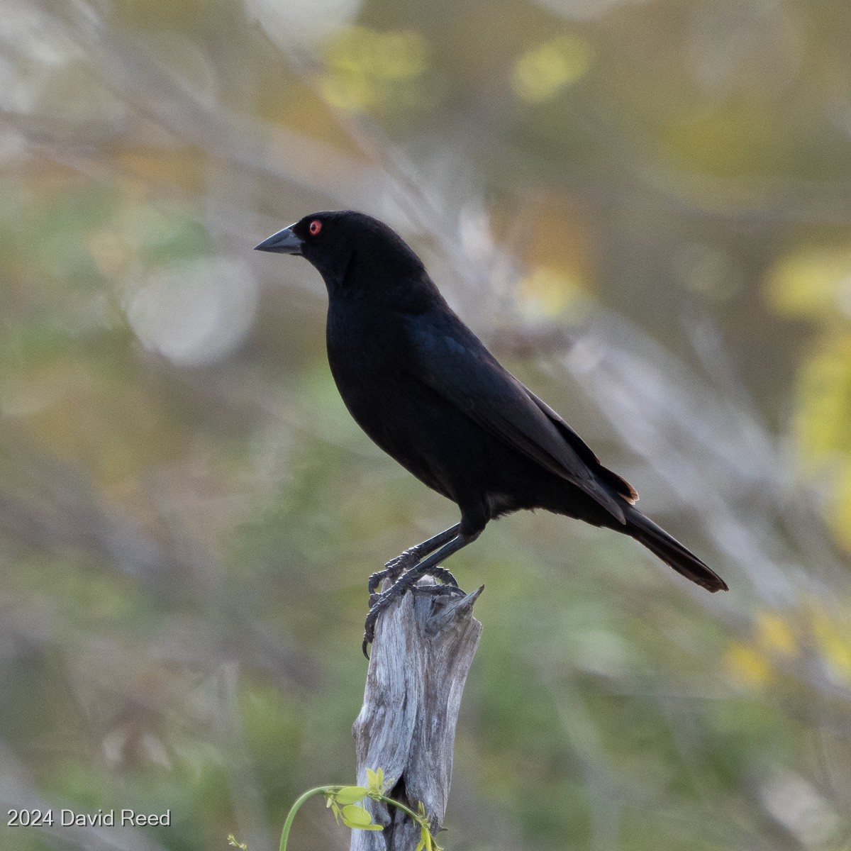 Bronzed Cowbird - ML620640167