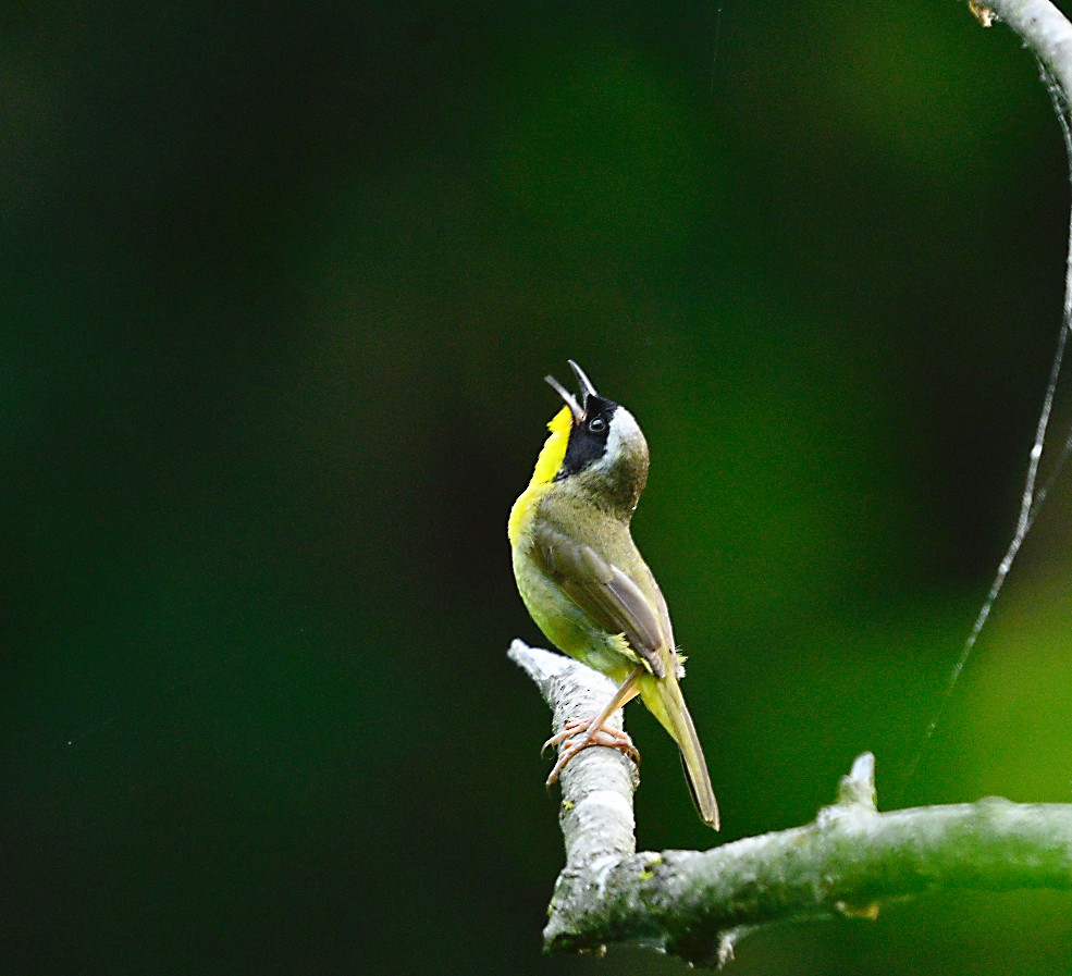 Common Yellowthroat - ML620640169