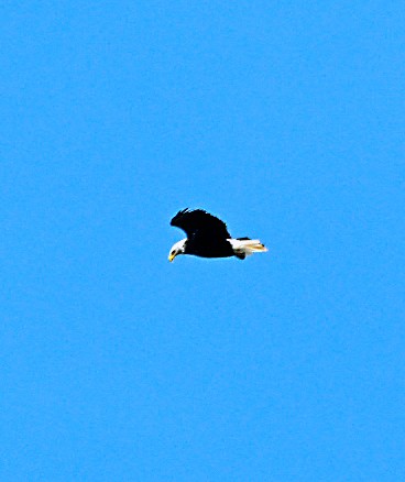 Bald Eagle - ML620640178