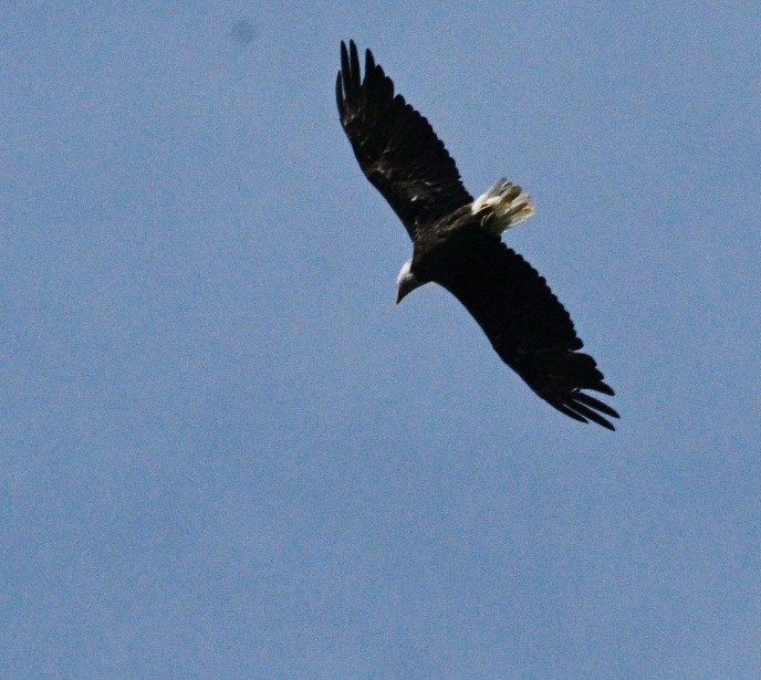 Bald Eagle - ML620640179