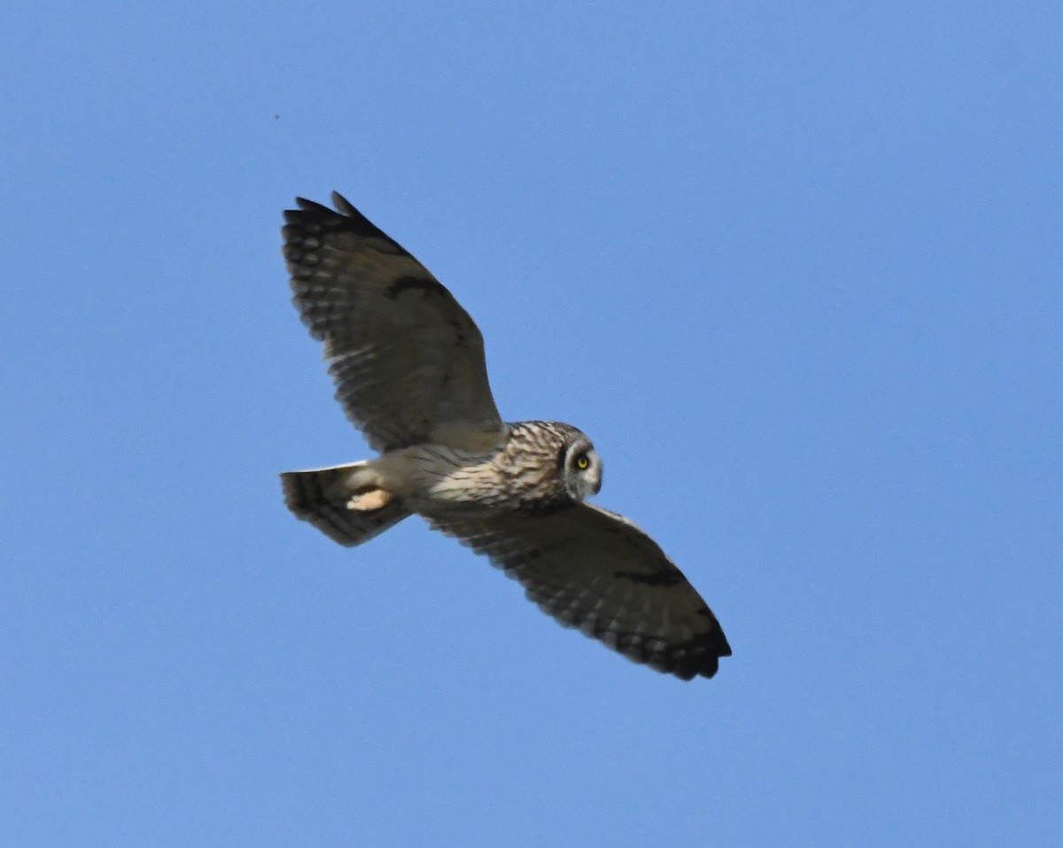 Short-eared Owl - ML620640186