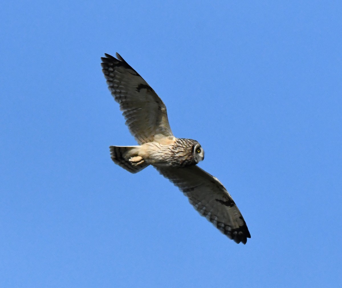 Short-eared Owl - ML620640188