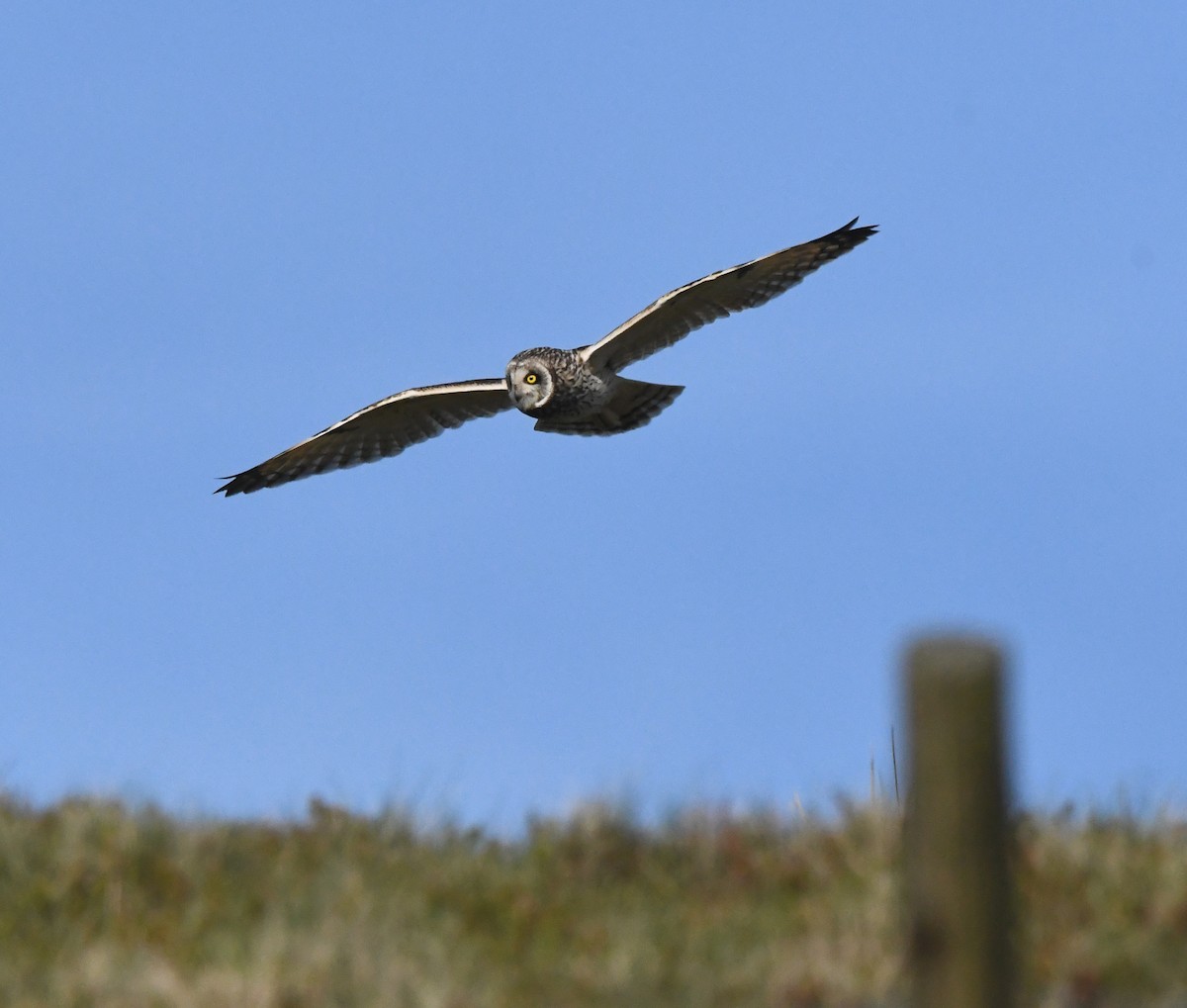 Short-eared Owl - ML620640189