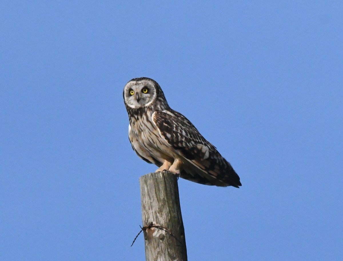 Short-eared Owl - ML620640190