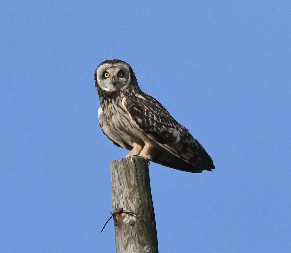 Short-eared Owl - ML620640191