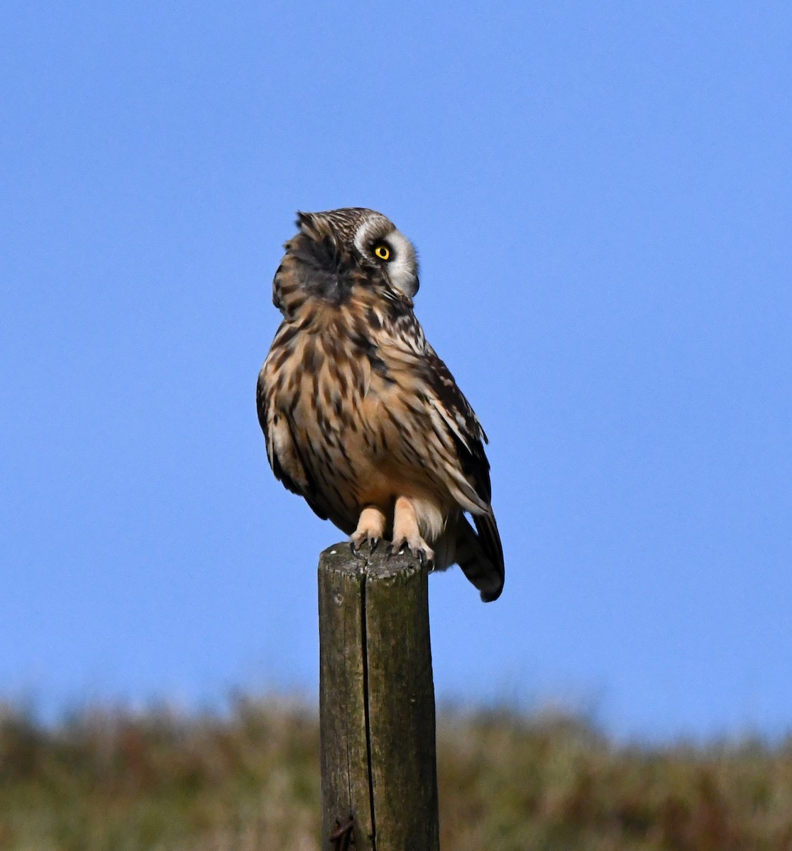 Short-eared Owl - ML620640192