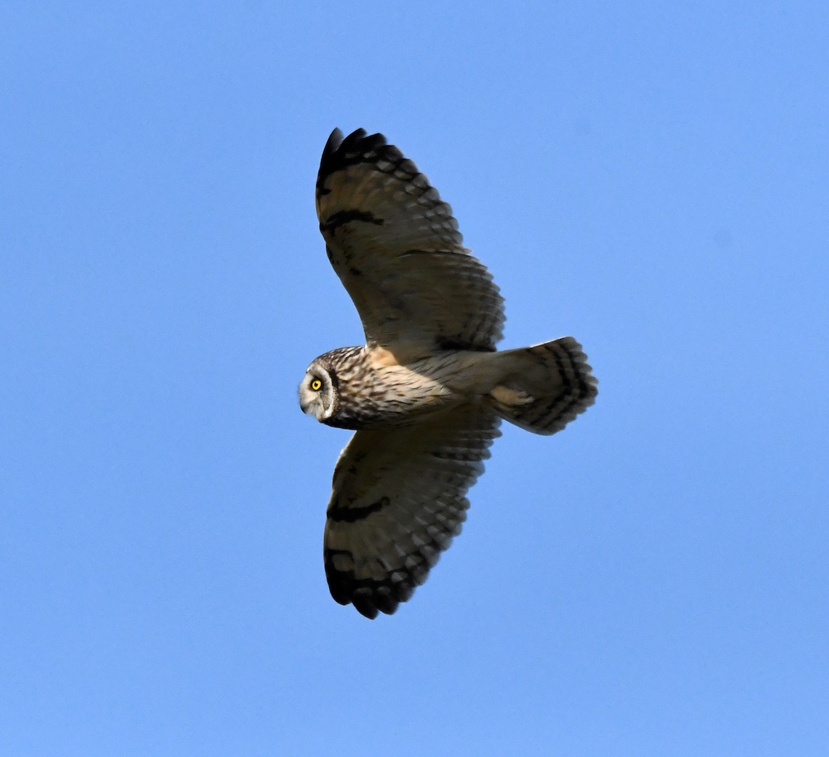 Short-eared Owl - ML620640193