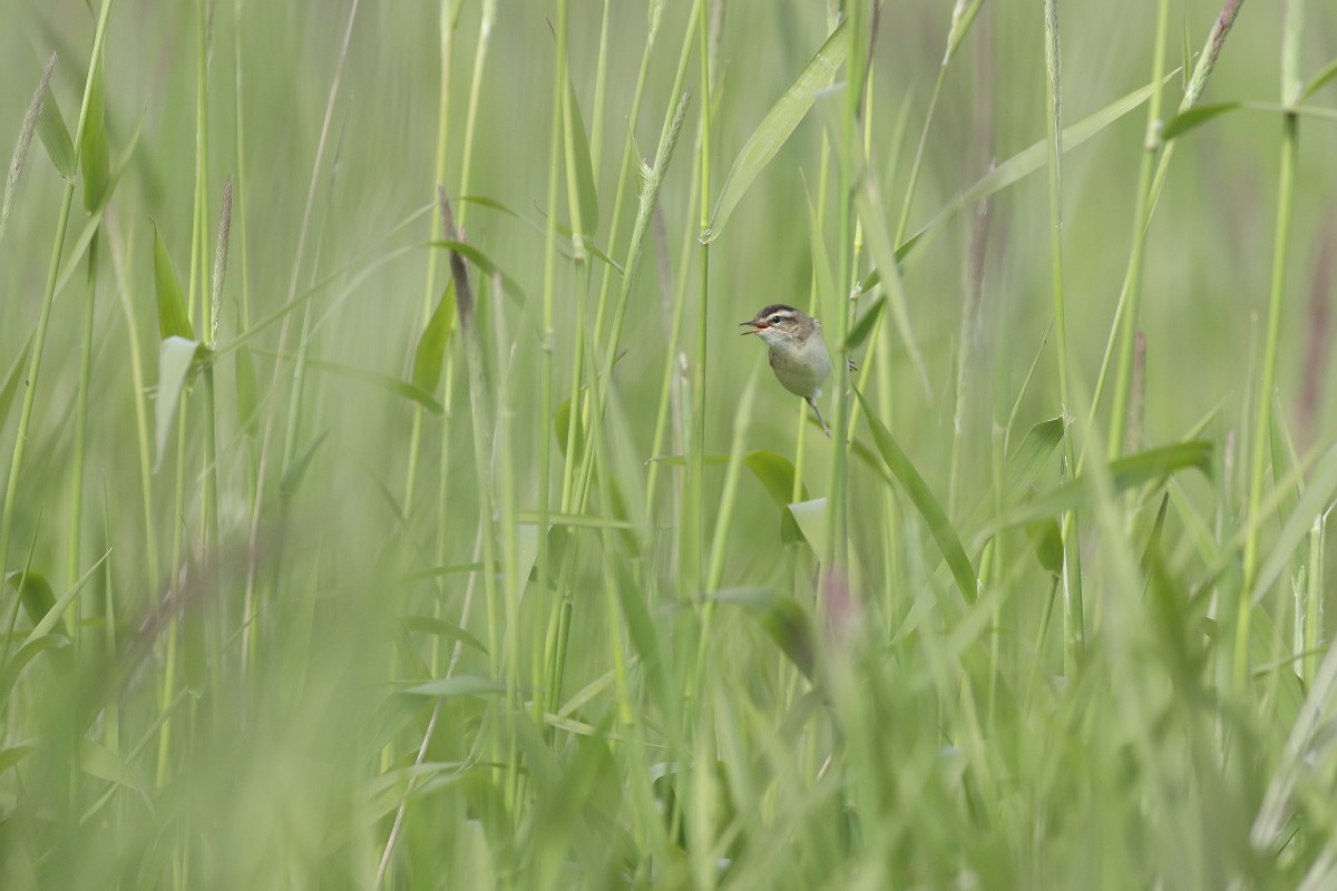 Sedge Warbler - ML620640194