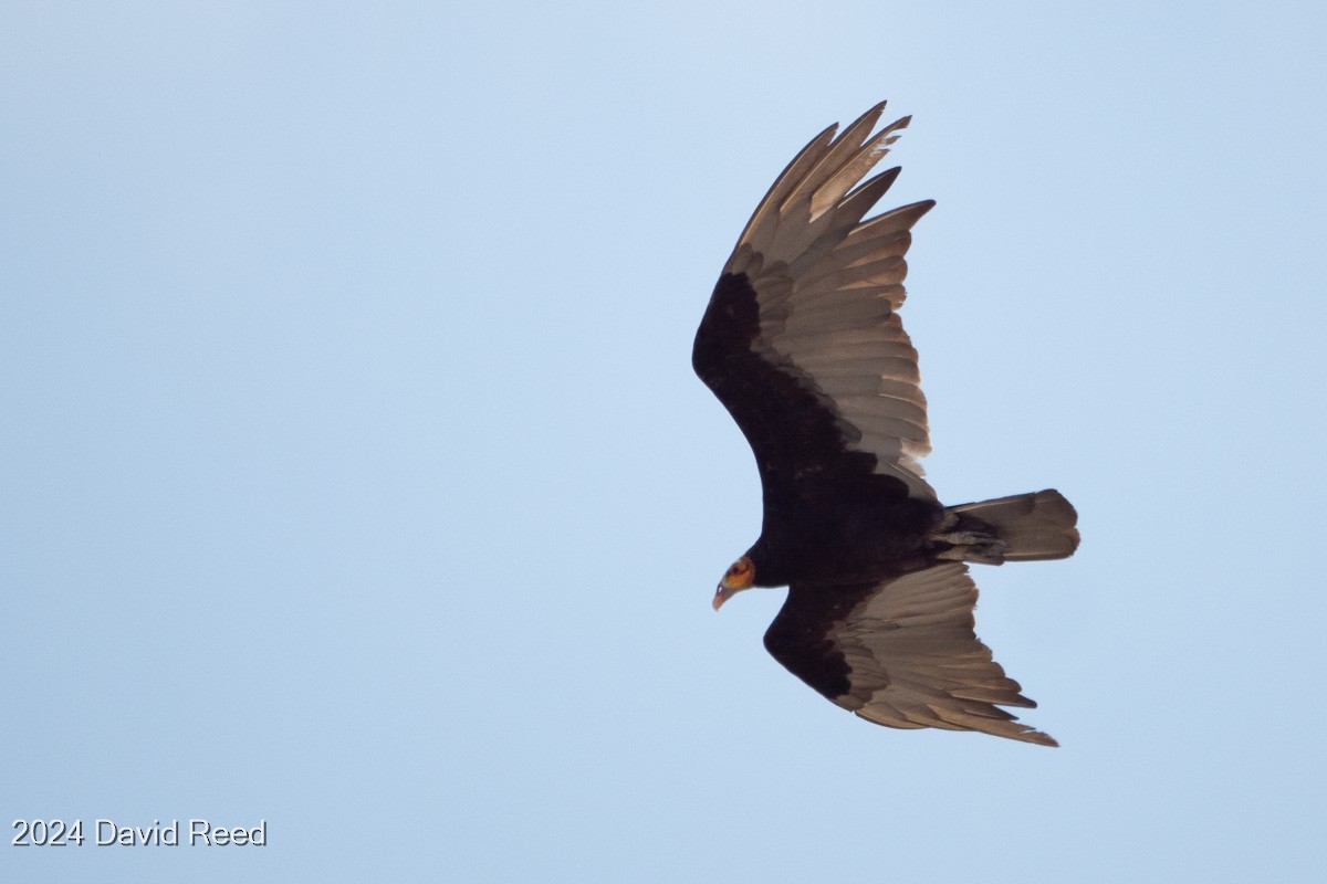 Lesser Yellow-headed Vulture - ML620640196