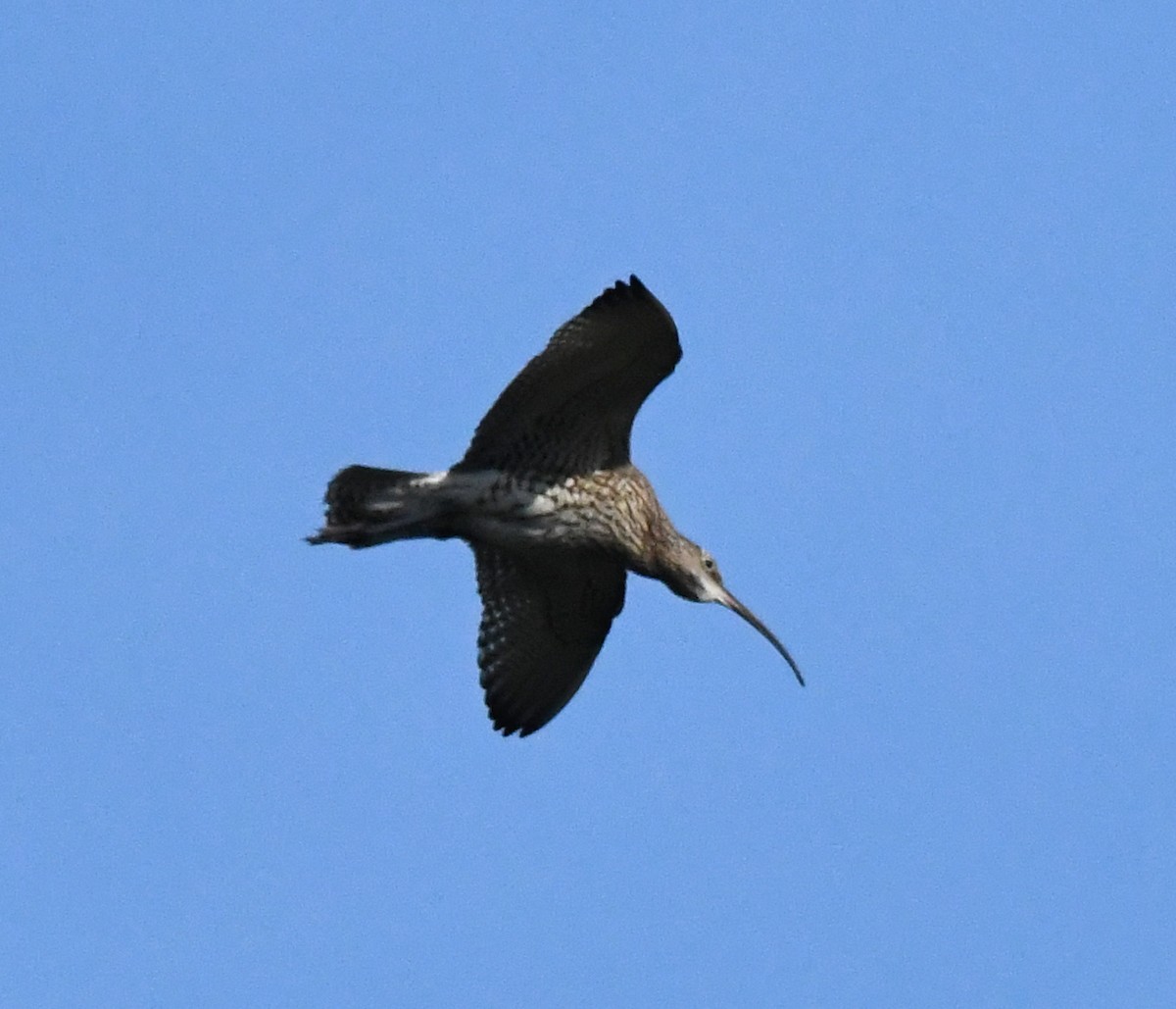 Eurasian Curlew - ML620640197