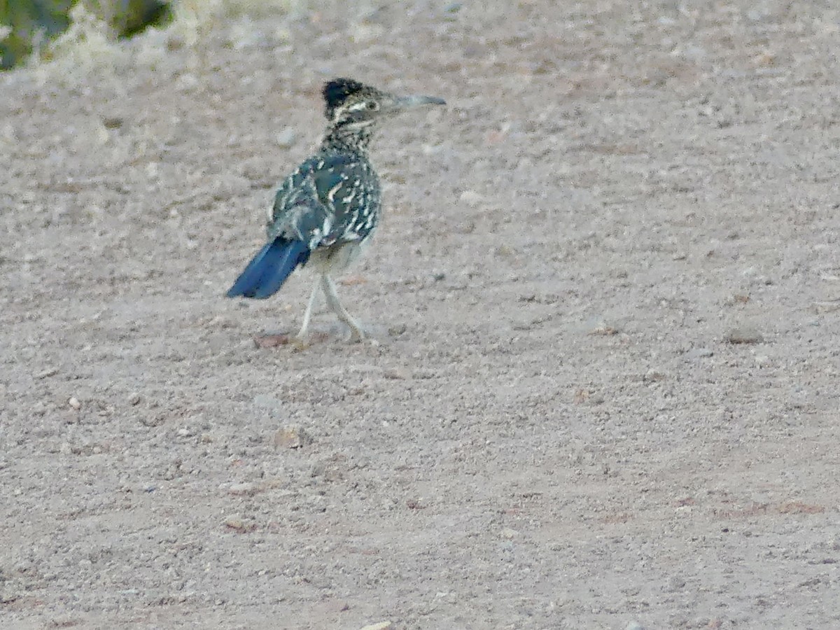 Greater Roadrunner - ML620640198