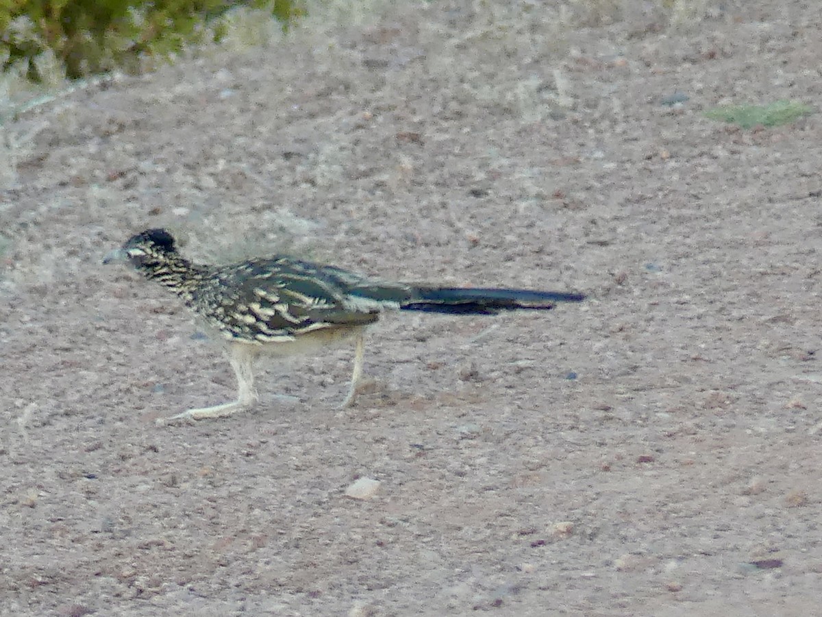 Greater Roadrunner - ML620640199