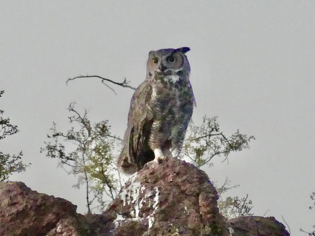 Great Horned Owl - ML620640205
