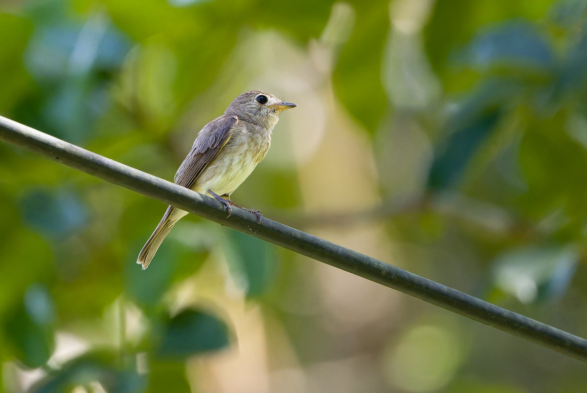 Brown-streaked Flycatcher - Jakapat Vanichanan