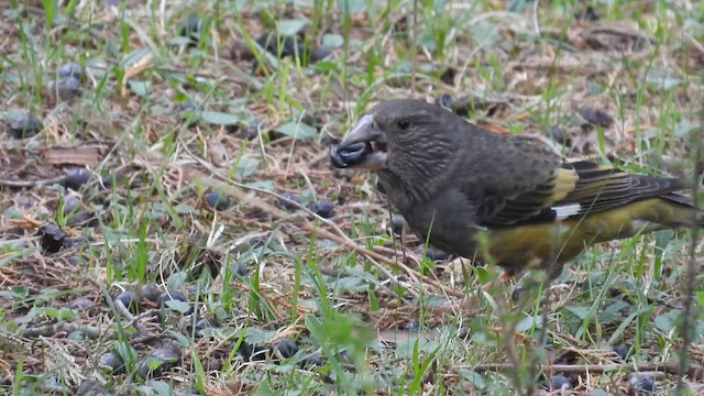 White-winged Grosbeak - ML620640209