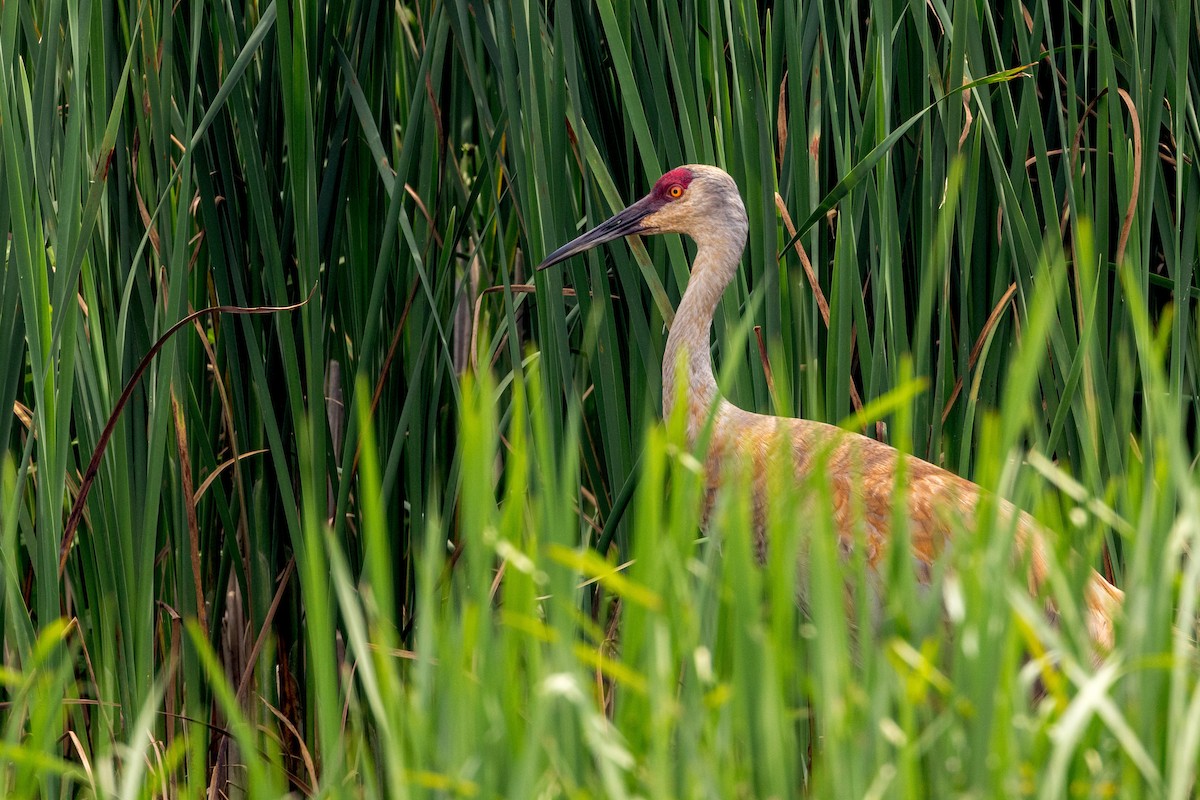 Sandhill Crane - ML620640215