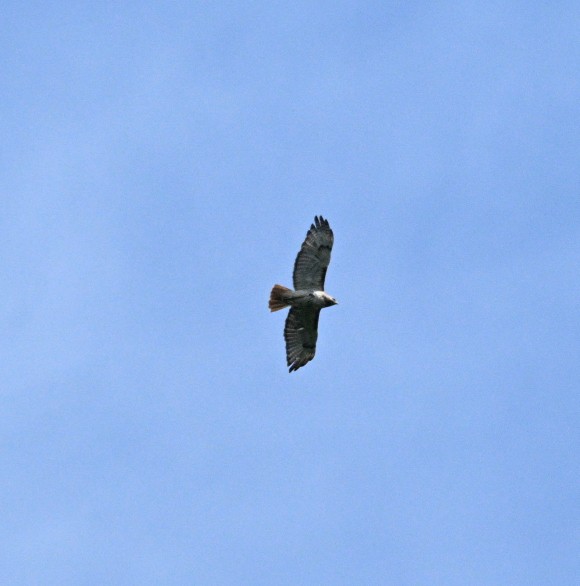 Red-tailed Hawk - ML620640217